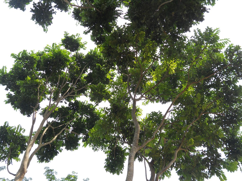 My Clicks: Mahogany Tree