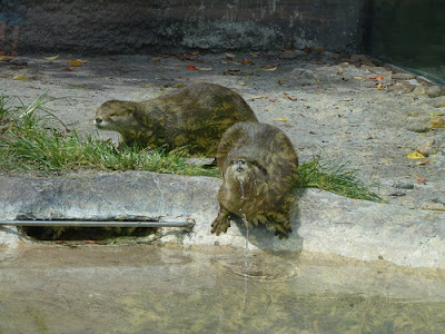 Day 18 – When Otters Meet | The First Time 2011