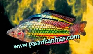 Jual Jenis Jenis Ikan Rainbow Murah Jual Jenis Jenis Ikan Rainbow Murah