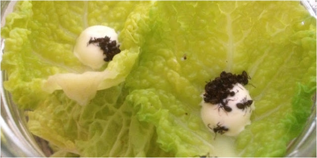 Salad semut