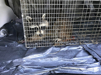 releasing a trapped raccoon
