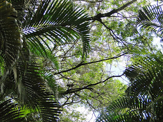 alto da vegetação com um macaco pequeno no meio já dentro de inhotim