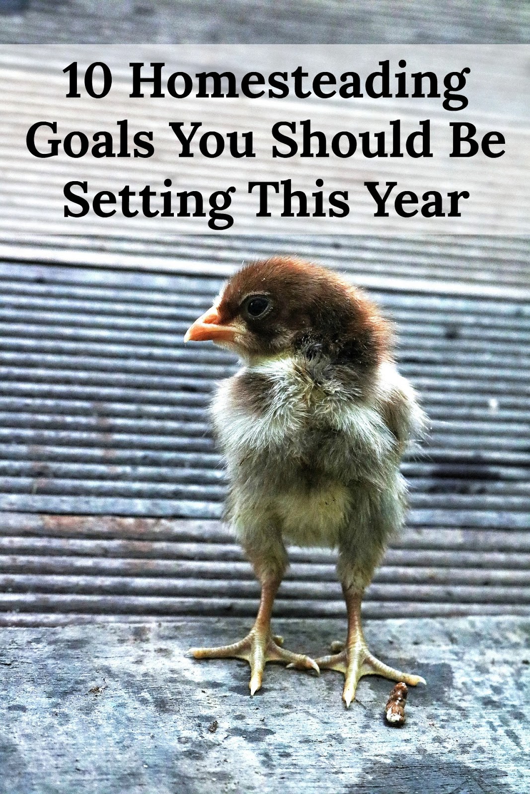 10 Homesteading Goals You Should Be Setting This Year Living Life in