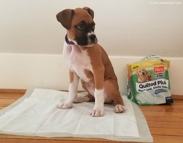 boxer puppy