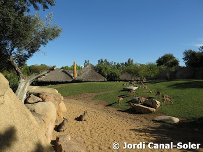 Sabana en Bioparc Valencia