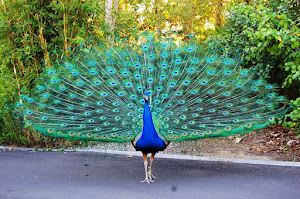 ciri burung merak