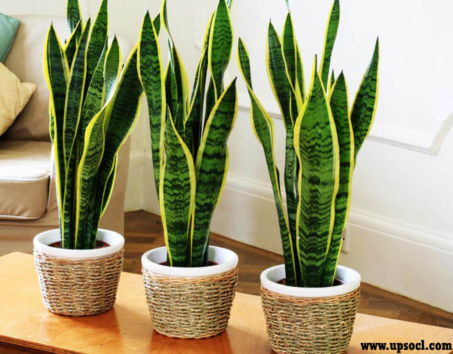 Sansevieria Dibagi Menjadi Dua Jenis Yaitu Jenis Yang Tumbuh Memanjang Ke Atas Dengan Ukuran Cm Dan Jenis Berdaun Pendek Melingkar Dalam Bentuk Roset Sansevieria Dibagi Menjadi Dua Jenis Yaitu Jenis Yang Tumbuh Memanjang Ke Atas Dengan Ukuran Cm Dan Jenis Berdaun Pendek Melingkar Dalam Bentuk Roset