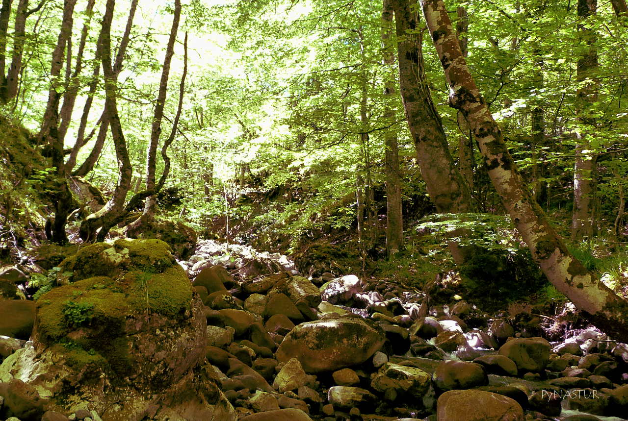Cauce del Arroyo de la Foz Grande - Quirós - Asturias Cauce del Arroyo de la Foz Grande - Quirós - Asturias