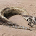 10 Foto Kematian Makhluk Laut Aneh dan Menyeramkan yang Menggemparkan Dunia