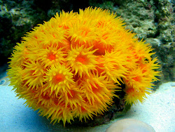 coral sun reef fish polyps saltwater colorful animals nature habitats genesis frag rock marine hard colour called