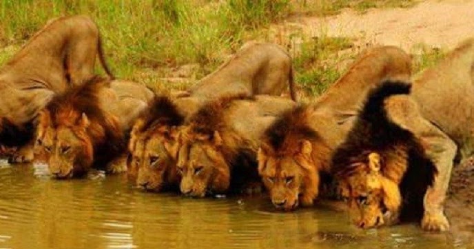 MAPOGO LION COALITION: Mapogo Male Lion Coalition