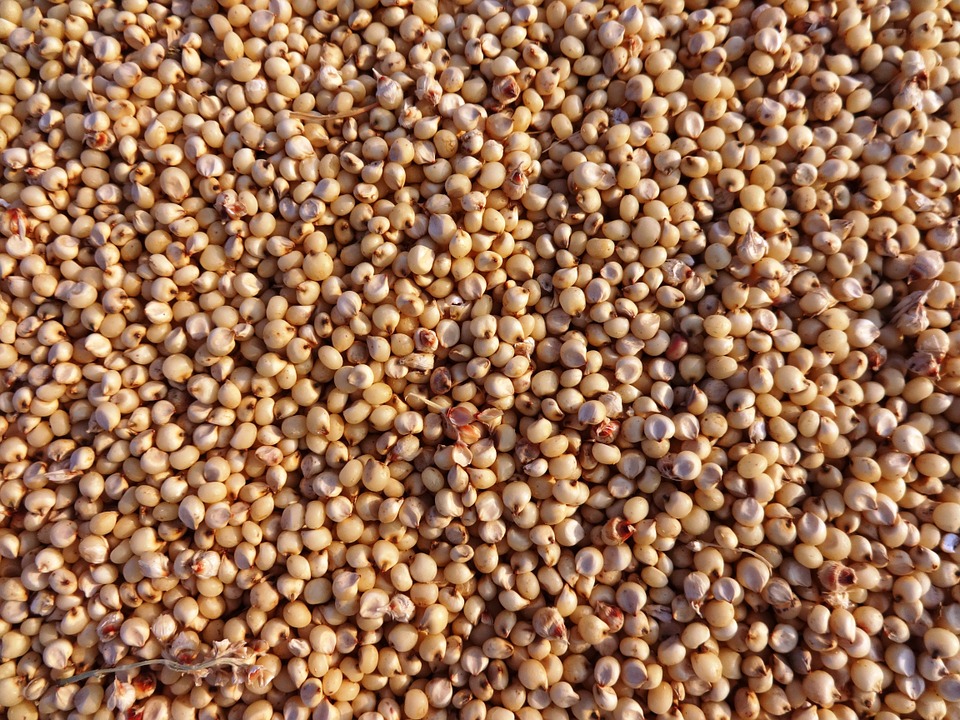 Millets What Are Millets, Types of Millets & Health Benefits