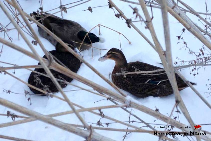 Cold Weather Duck Care The (mis)Adventures of a Homesteadin' Mama
