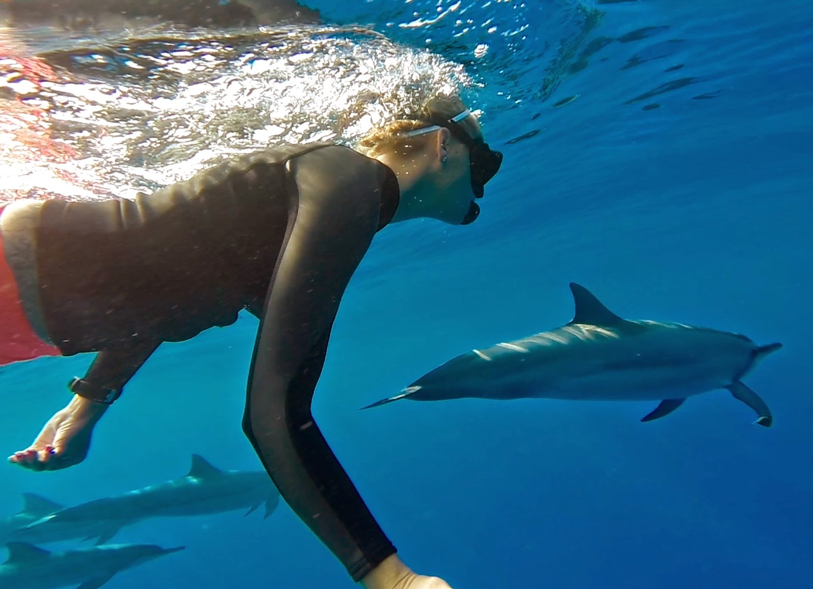 Swim With Dolphins Snorkel With Manta Rays Whale Watching Boat Tours 