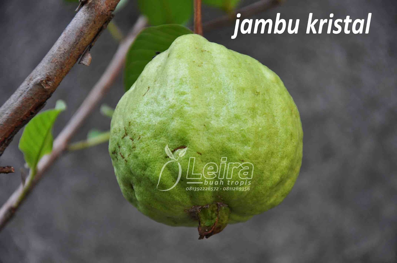 Jambu Kristal asal Taiwan Leira Buah Tropis