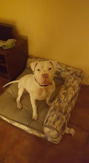 pitbull sitting on pet bed
