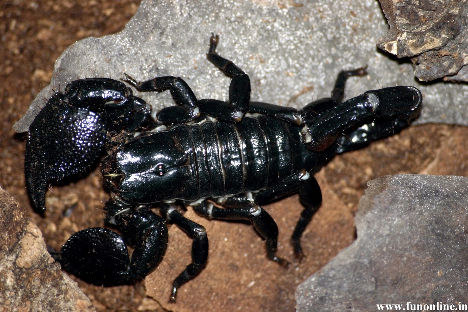 Black Scorpion 98