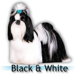 Shih tzu cor preto e branco