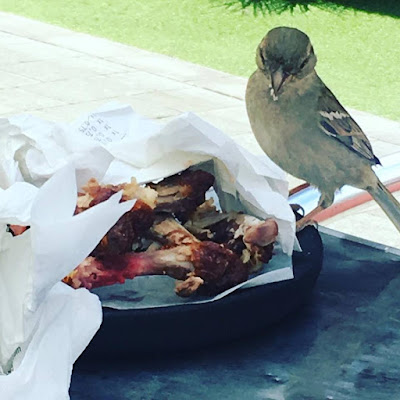 San vicente del raspeig, 100 montaditos, pajaros, comida, que comemos hoy 