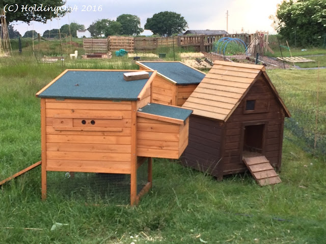 Collection of small chicken coops