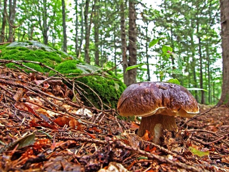 PUNTO D'INCONTRO L’HABITAT E LA RACCOLTA DEI PORCINI