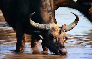 Big five, animals. afrika, africa, Büffel, elefanten, leopard, löwen, nashorn,Cecil, Big five, animals. afrika, africa, Büffel, elefanten, leopard, löwen, nashorn,Cecil,
