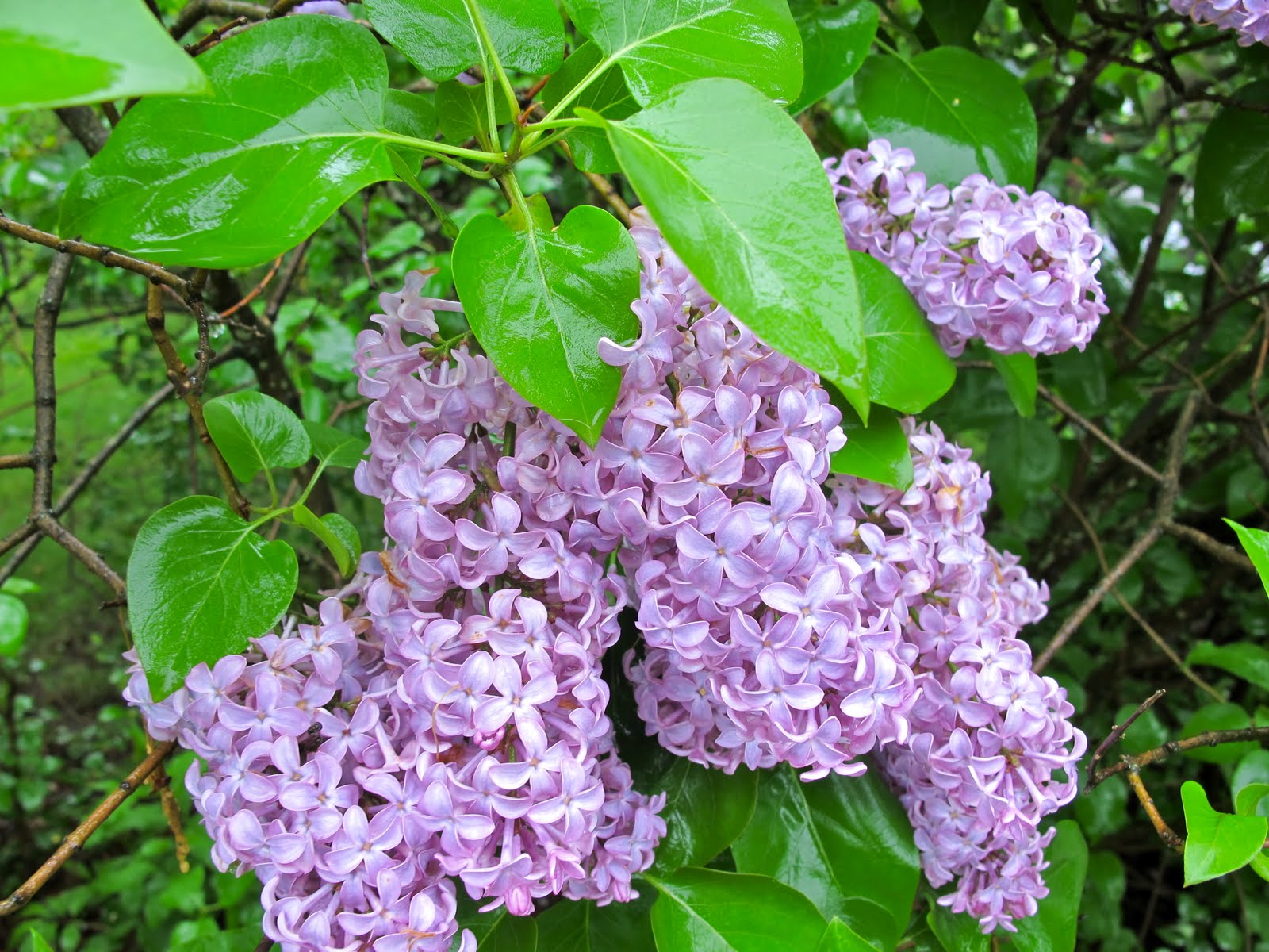 Jenny Steffens Hobick Flashback Lilac Season Mr. Darcy Stopping to