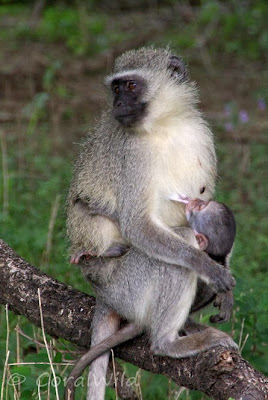 Coral Wild - A Safari Guides Diary: It's baby time in Kruger!