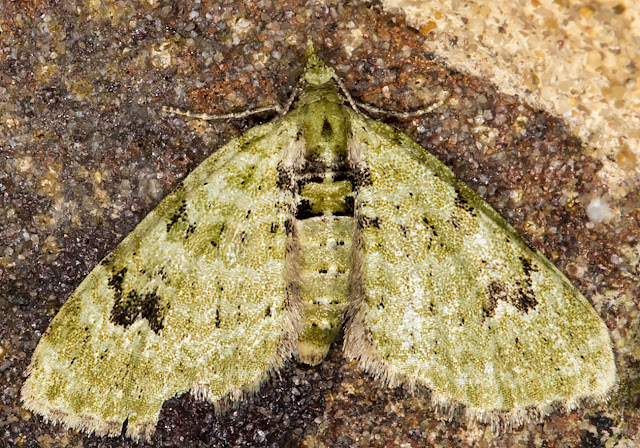 V-pug, Chloroclystis v-ata. Luxford Lane, Crowborough, 19 June 2017. V-pug, Chloroclystis v-ata. Luxford Lane, Crowborough, 19 June 2017.