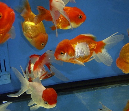 Makanan Kesukaan Ikan Mas Koki Ikan Koki Jenis Cara Merawat Pakan Harga Jual Lengkap Jevt Online