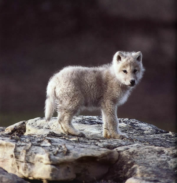 cute baby animals, baby animals, baby animal pictures, adorable baby animal pictures, cute baby wolf, cute wolf pup