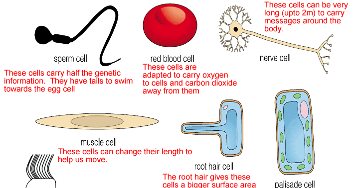 Homework help science cells