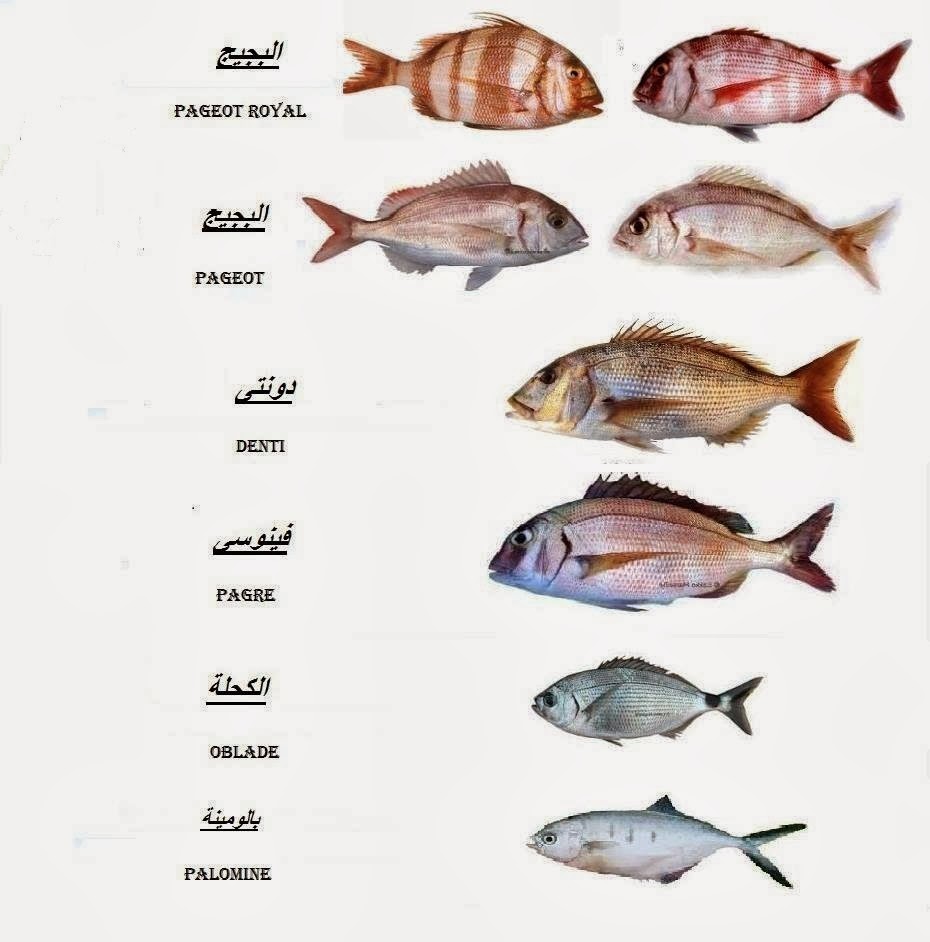 باللهجة الجزائرية اسماء انواع السمك في الجزائر