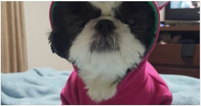 shih-tzu com tosse