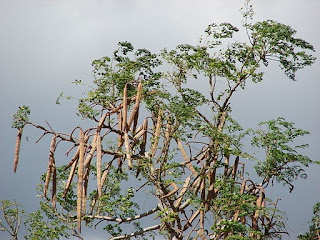 photograph of Moringa oleifera - also known as a "miracle tree"