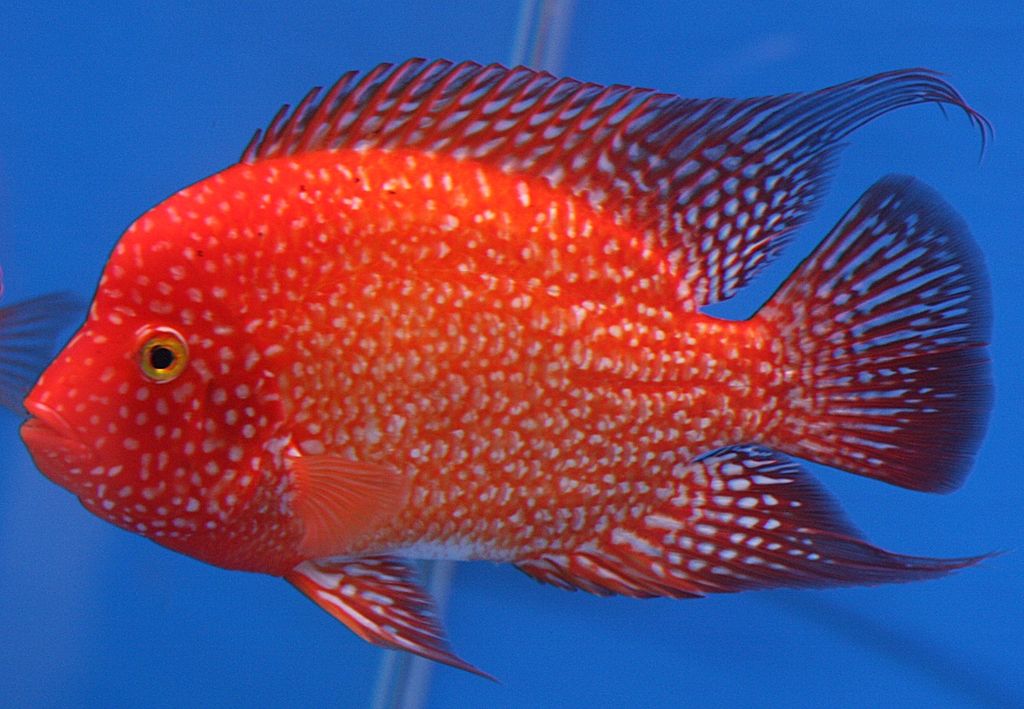All About Flowerhorn Cichlids Care