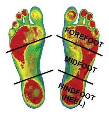 Healthy wealth: Anatomy of the Lower Limbs