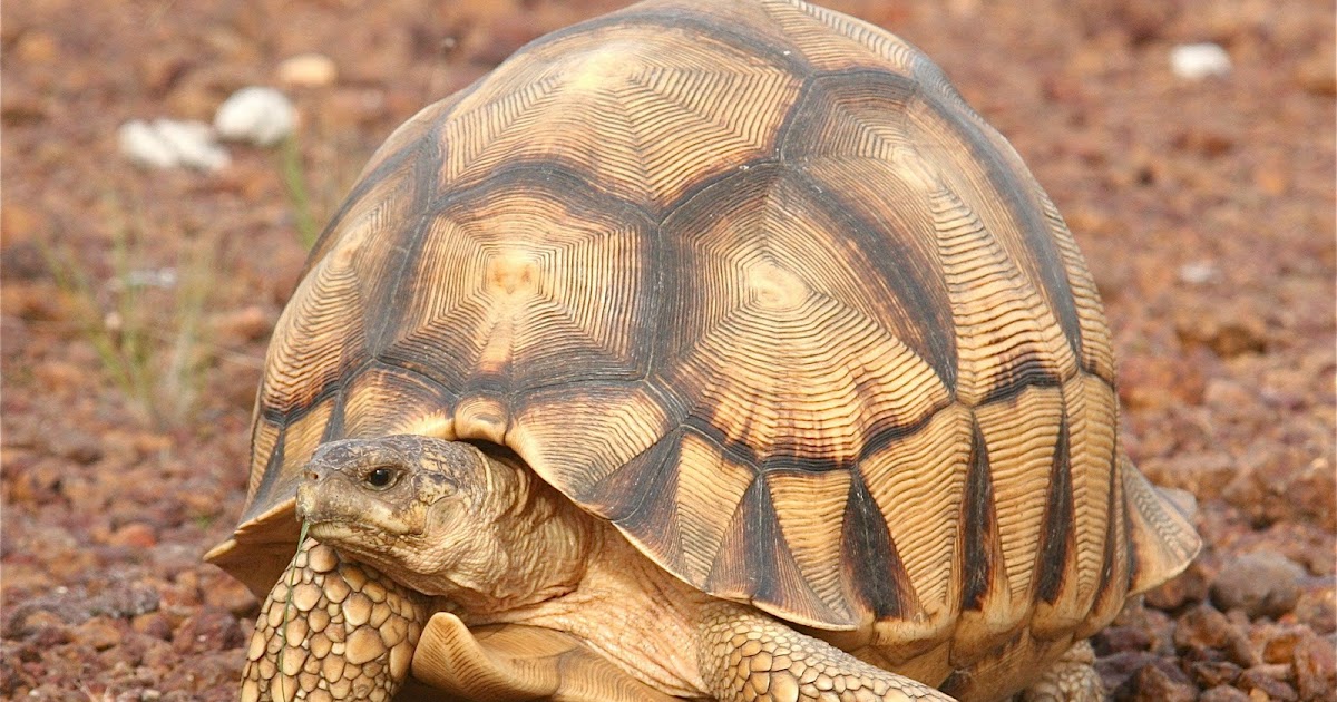 Raw Materials La Prière de la Tortue (Prayer of the Tortoise)