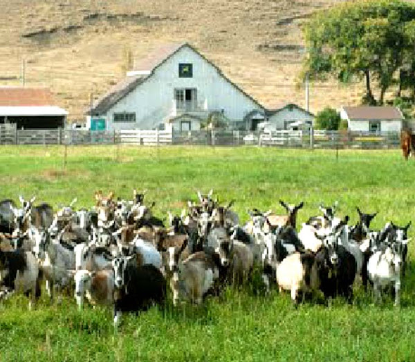 goats, goat farm, goat farming, start goat farming business, making a goat farm, starting a goat farm