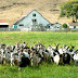 Starting A Goat Farm