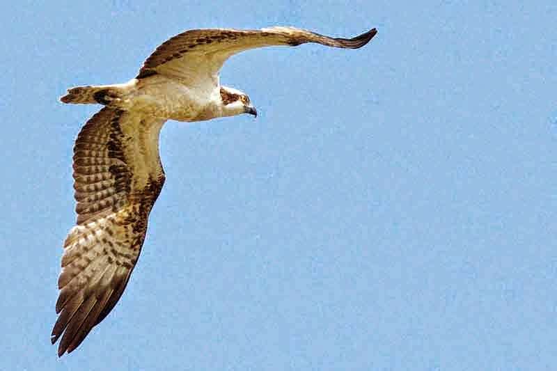 osprey in flight