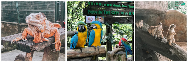 Farm In The City burung kakak tua show Farm In The City