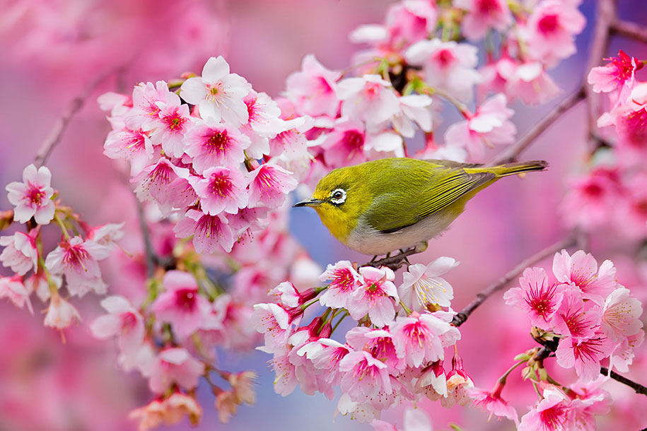 Gambar Bunga Sakura Jepang Indah Cantik Kata Yng