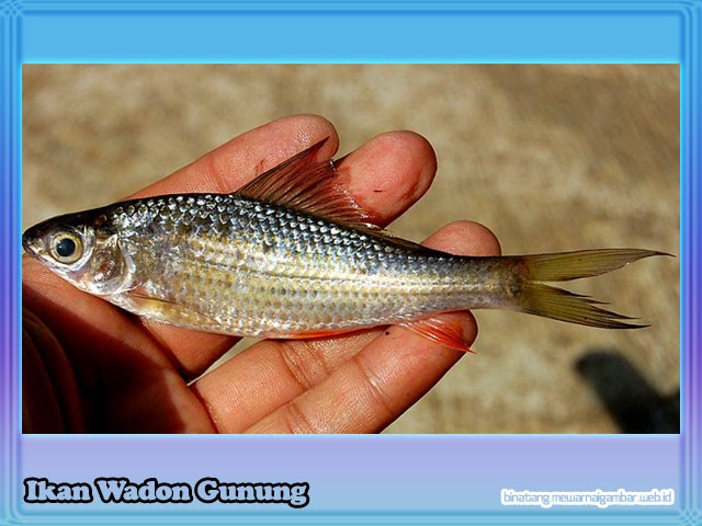gambar ikan wadon gunung