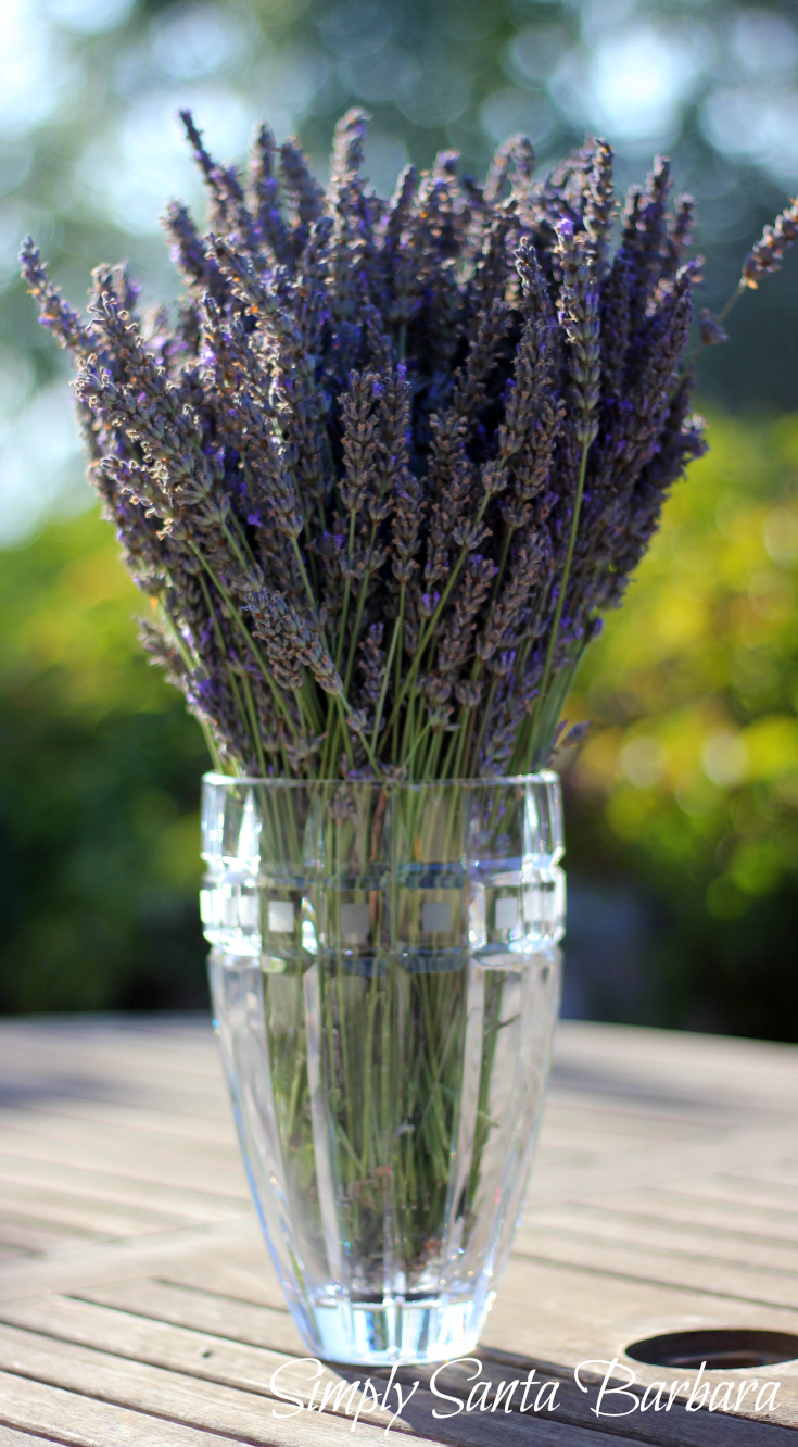 Simply Santa Barbara Displaying Lavender Indoors