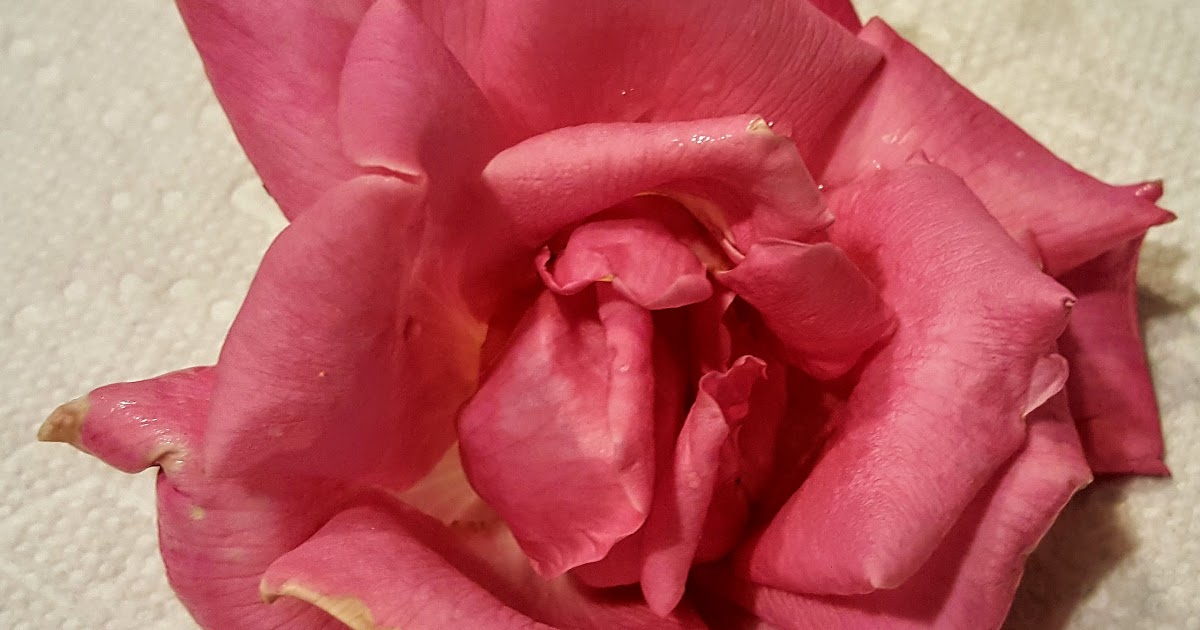 Ben's Journal You're Pretty and All, But how do you Taste? Eating Rose Petals