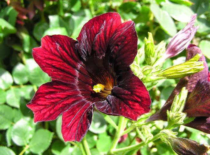 Flower Homes Painted Tongue Flowers