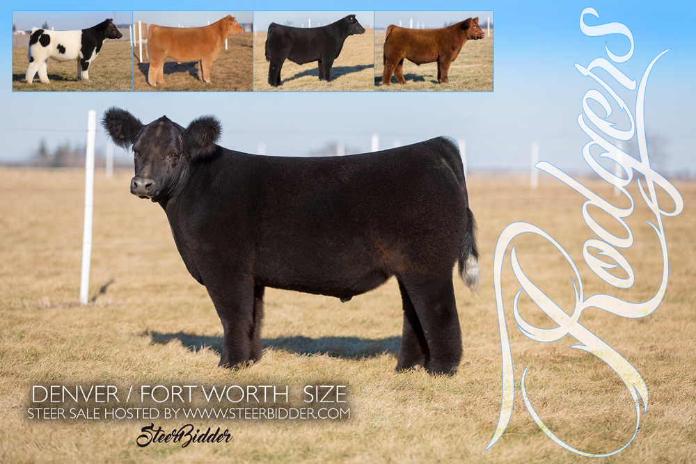 RCC Blog Rodgers Denver/Ft Worth Size Steer Sale should prove to be