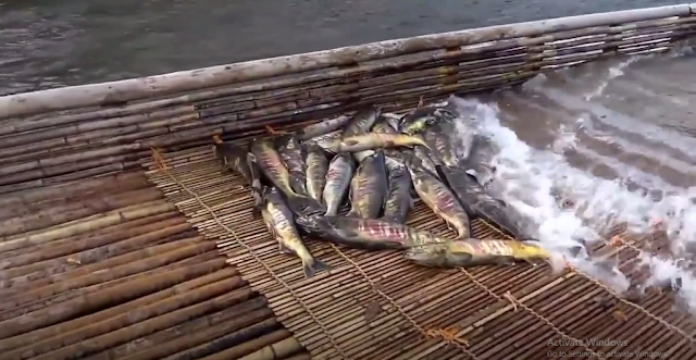 Begini Nih Cara Menangkap Banyak Ikan dari Jepang, Cuma Bermodalkan Bambu!