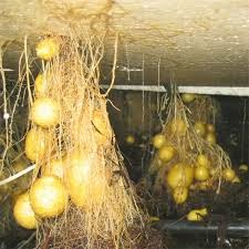 POTATO PLANT WITH AEROPONICS   IMPLE BUT SPECIAL